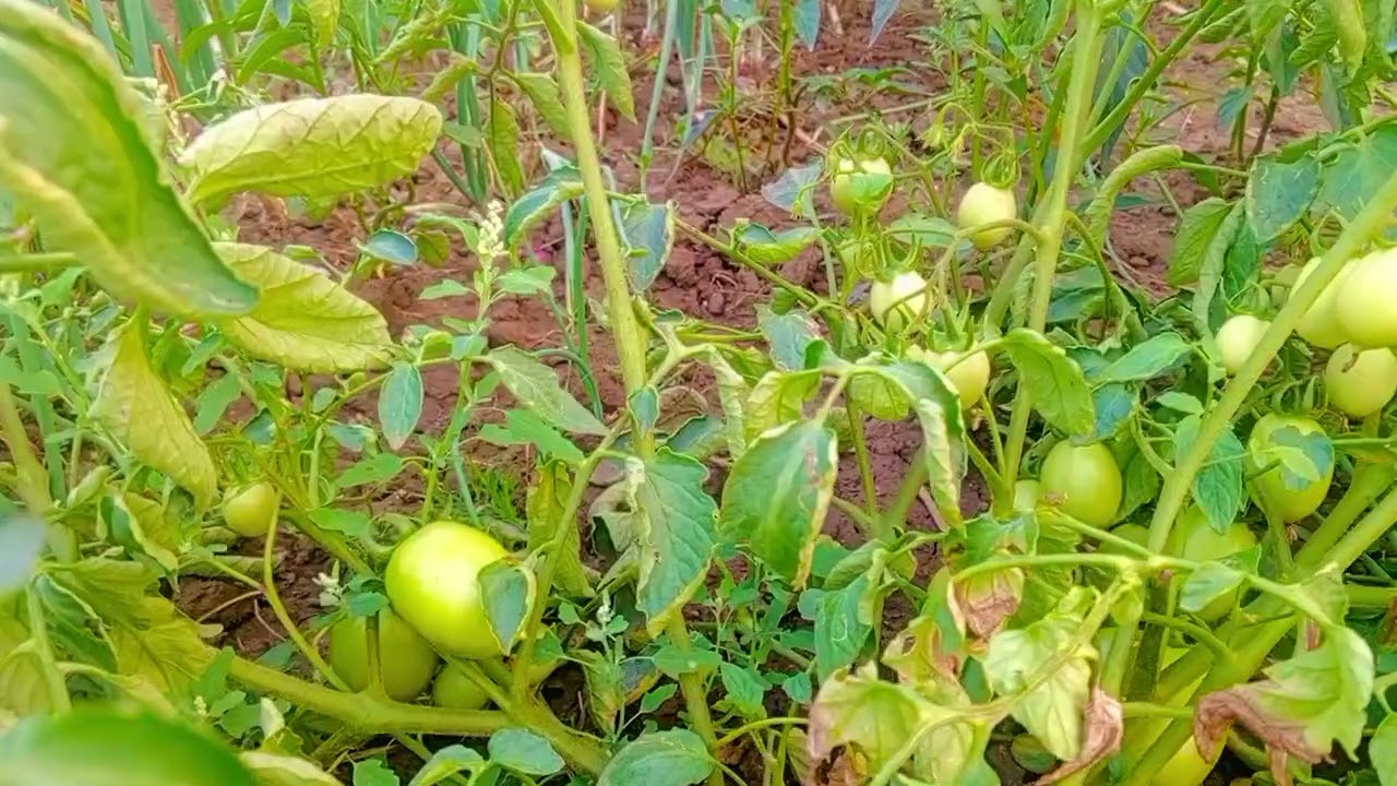 আসসালামু আলাইকুম বাড়ির পোলানে কিছু জমি পড়ে আছে  শাকসবজি চাষ।,, 