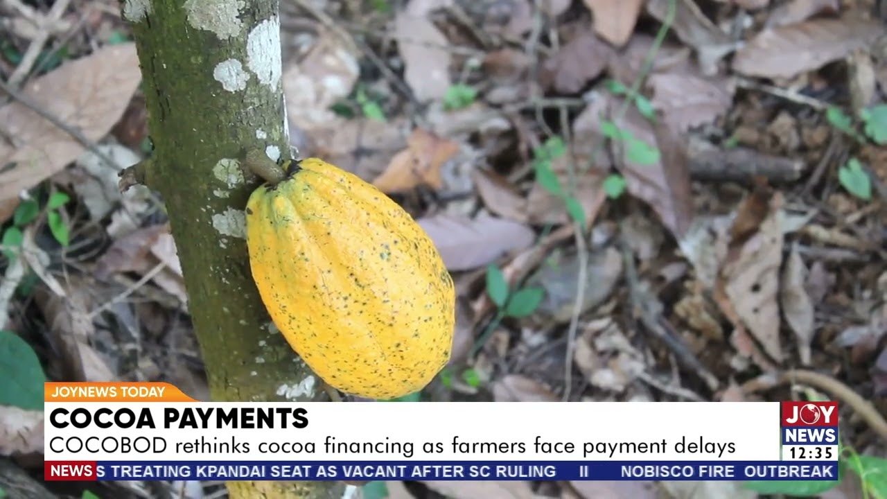 Cocoa payments: COCOBOD rethinks cocoa financing as farmers face payment delays. #JoyNews