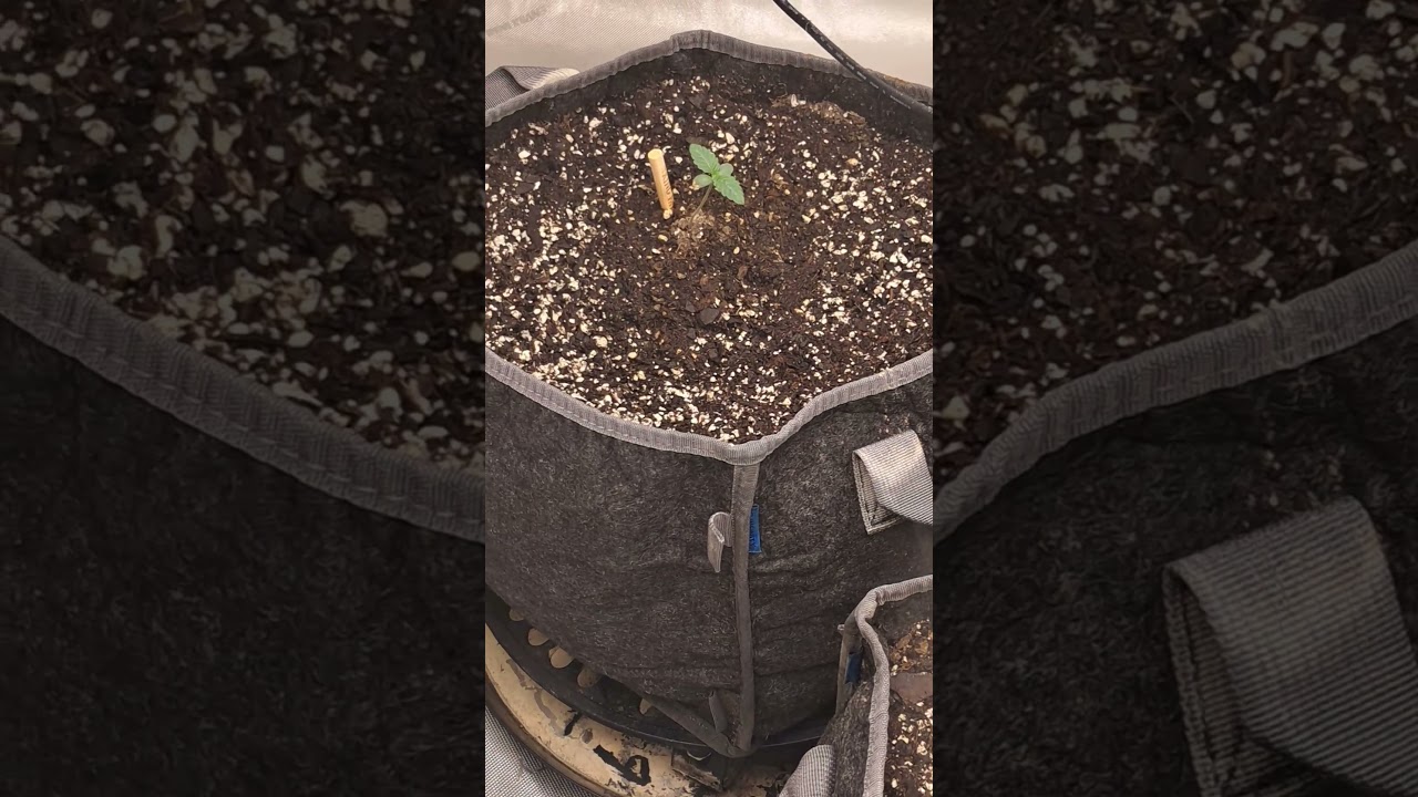 alien 👽 miracle cookies 🍪 update!