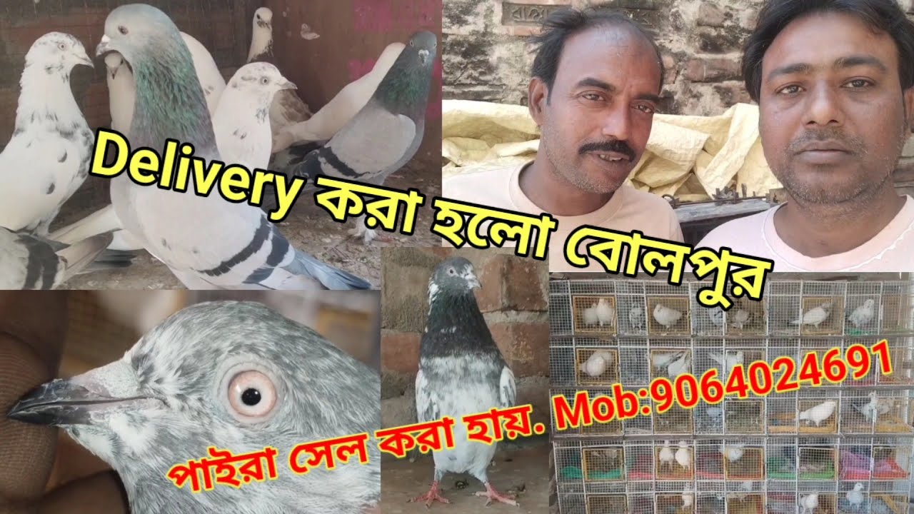New Pigeons Collection And Pigeons Delivery Berhampore to Bolpur. Best quality Highflyer  9064024691