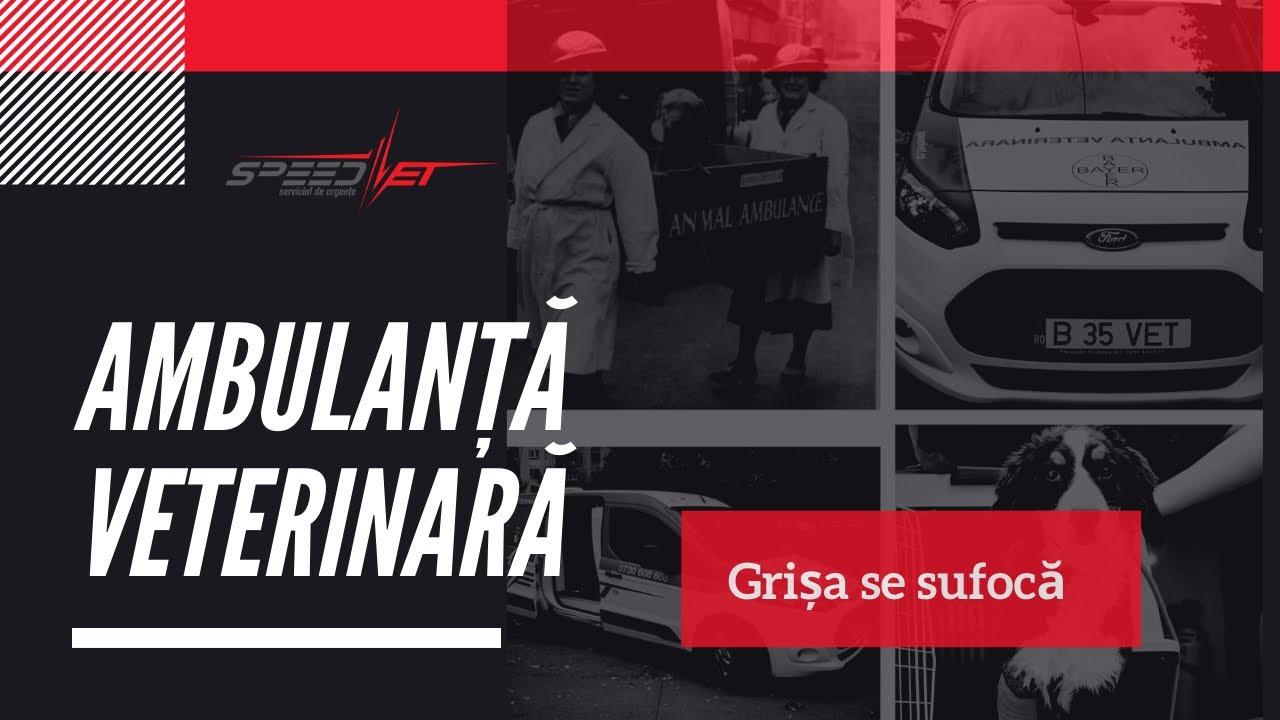 Grișa se sufocă! Să vedem și de ce.