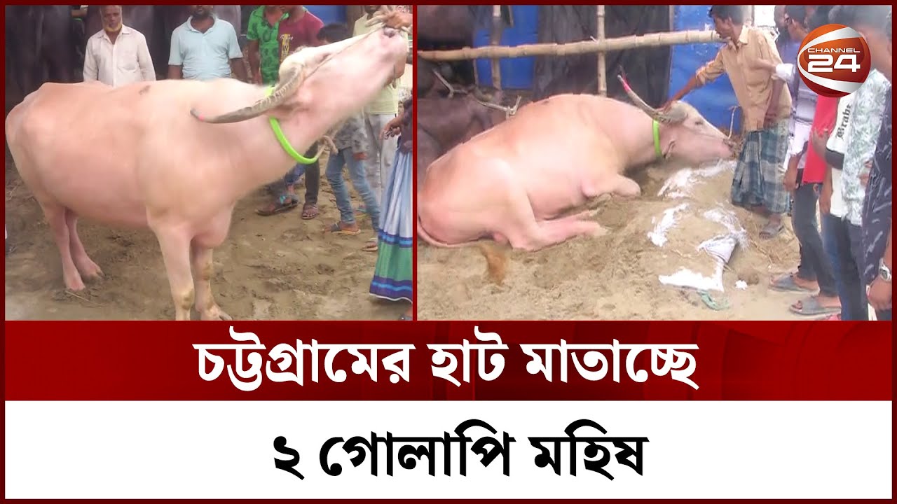 চট্টগ্রামের হাটে উঠলো দুই গোলাপি সুন্দরি! | Pink Buffalo | Chottogram News | Channel 24