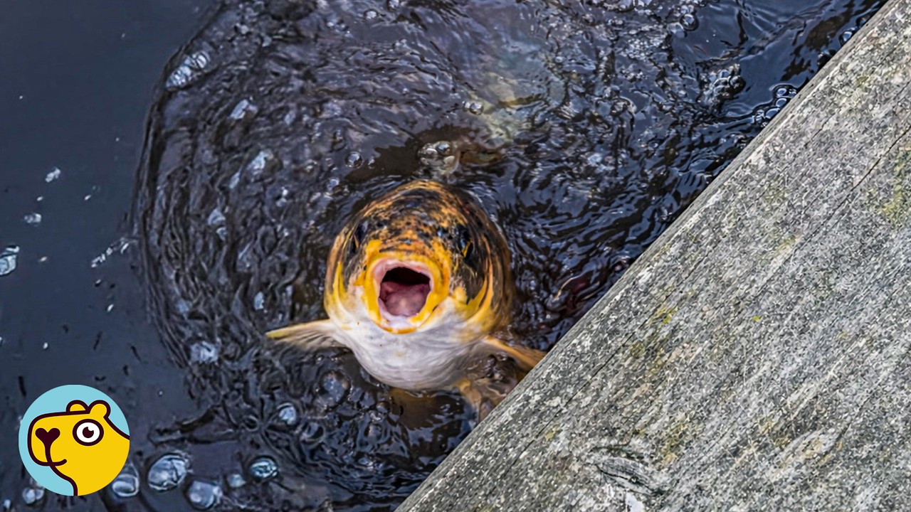 Koi Fish Acts Like a Dog Every Time He Sees His Favorite Human