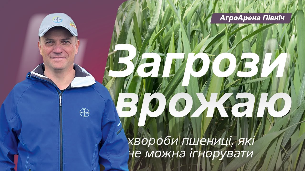 Загрози врожаю. Хвороби пшениці, які не можна ігнорувати // Життя Байєр АгроАрен