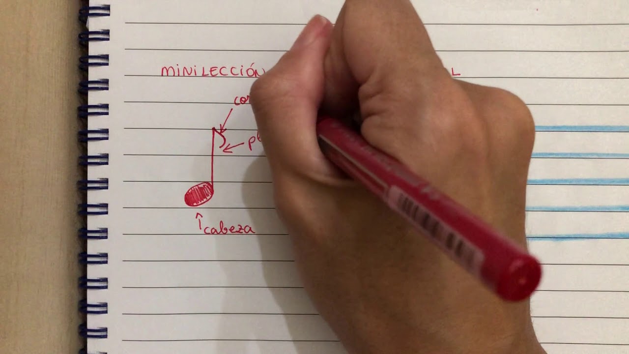 MINILECCI&Oacute;N M&Uacute;SICA: PARTES DE UNA FIGURA MUSICAL