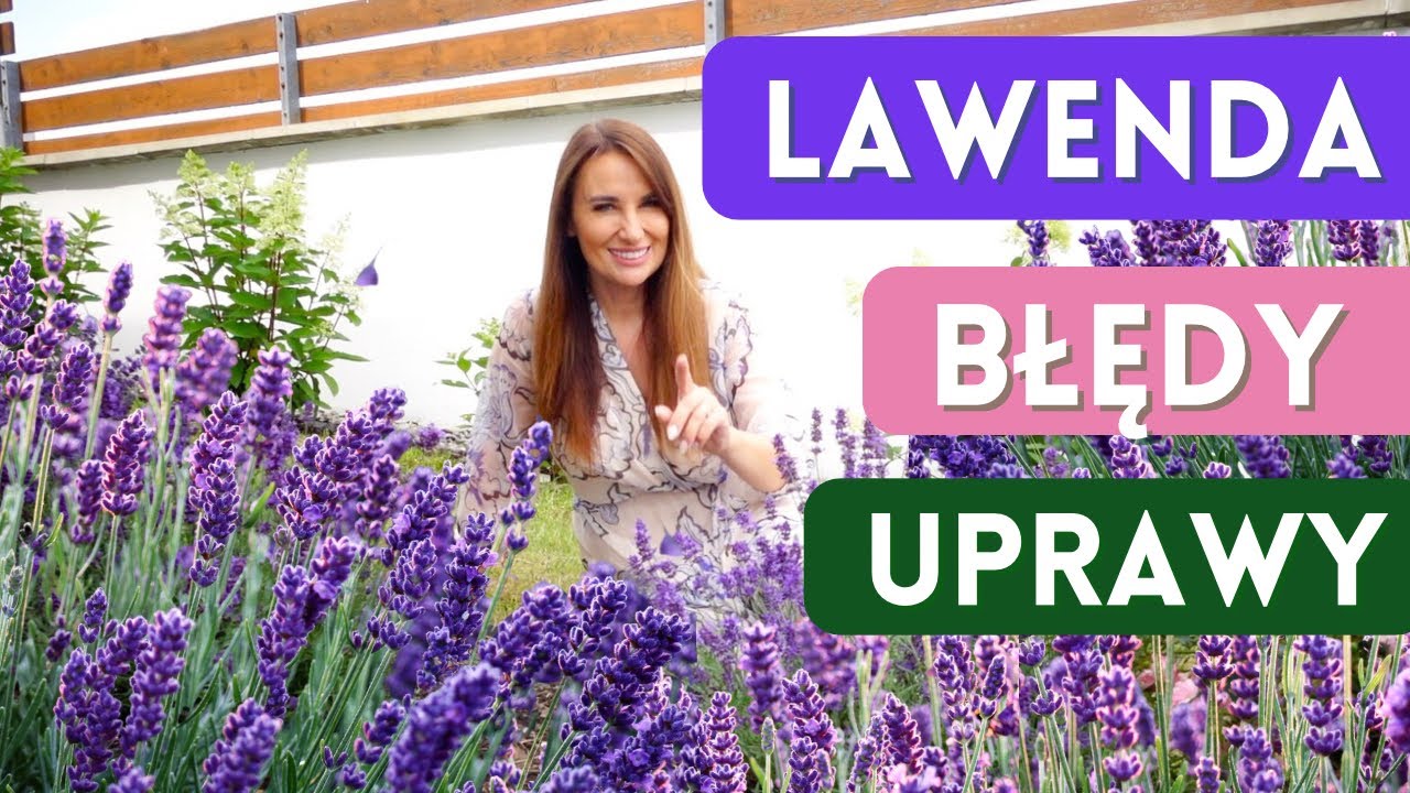 LAWENDA - sadzenie, cięcie, pielęgnacja! Najważniejsze zasady w uprawie lawendy wąskolistnej