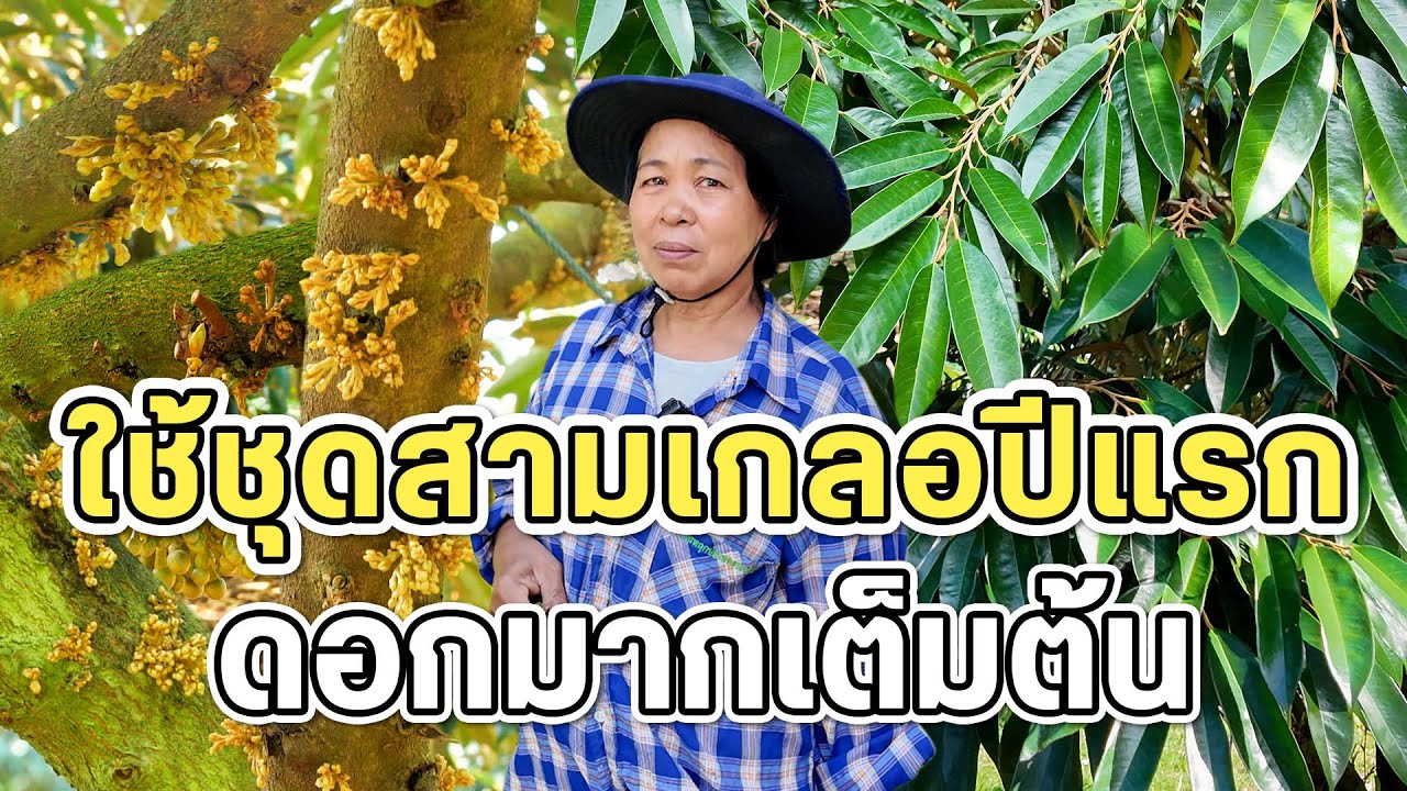 ”ดอกมาเต็มต้น ใบสวยเต็มที“ พาชมสวนลูกค้าที่ใช้ผลิตภัณฑ์เกษตรรับทราบมาปีแรก
