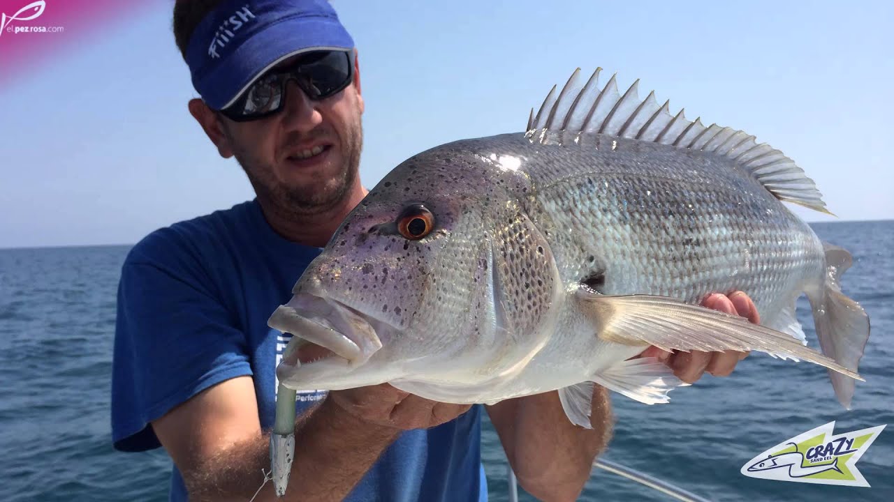 Crazy Sand Eel 150 de Fiiish: Dentones a spinning