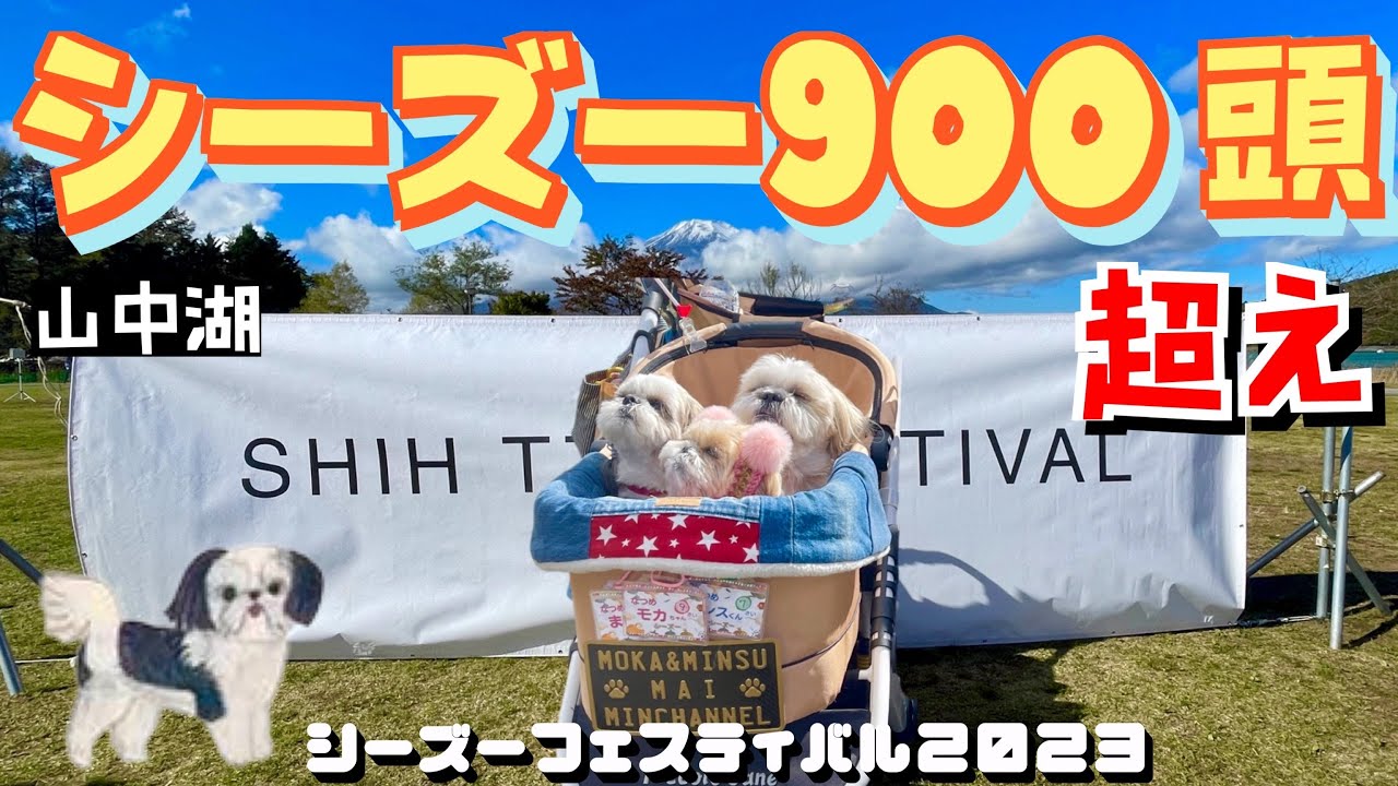 【シーズーフェスティバル2023】★ミンスファミリー初参加★