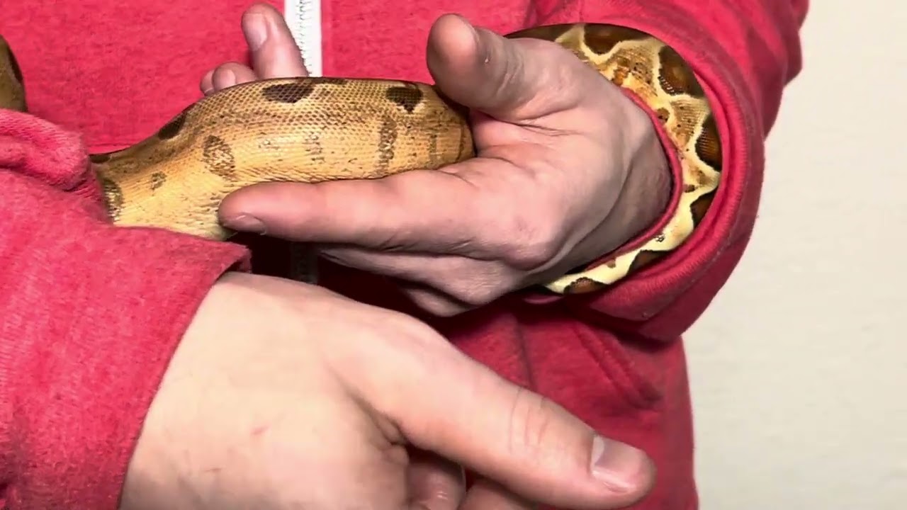 This guy is an awesome hypo jungle het albino. 24-04M