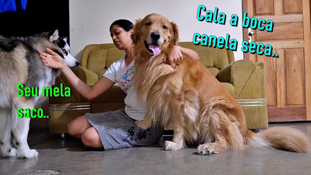 Deixei minha Muié sozinha com dois cães grandes em casa...