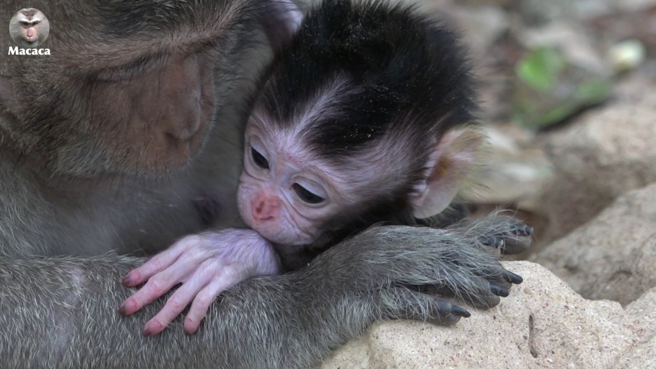 Newborn Baby Macaque - Two-Days Newborn Baby Monkey Learn To Live With Mother