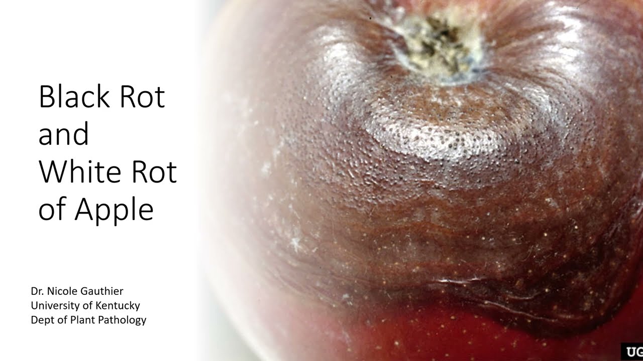 Black and White Rot of Apple