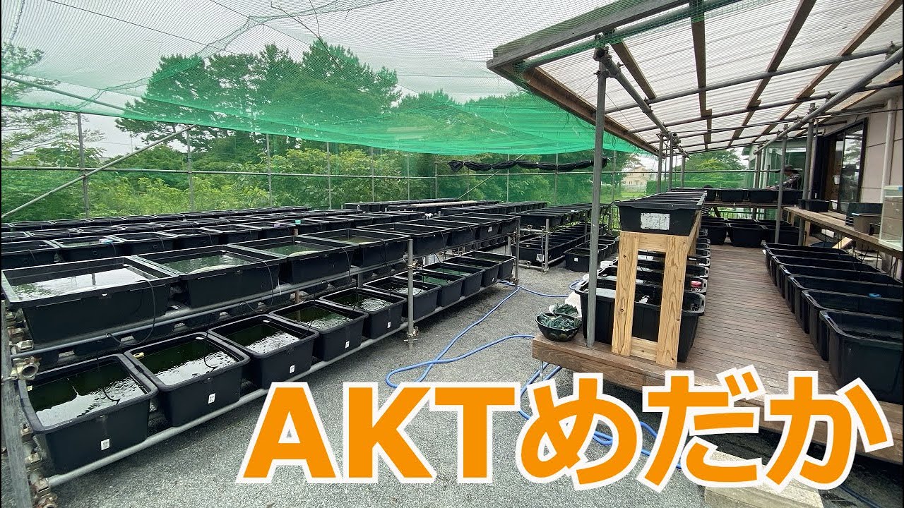 【AKTめだか】浜松に近日オープンするめだか屋さんに取材に行ってきました！【初取材】