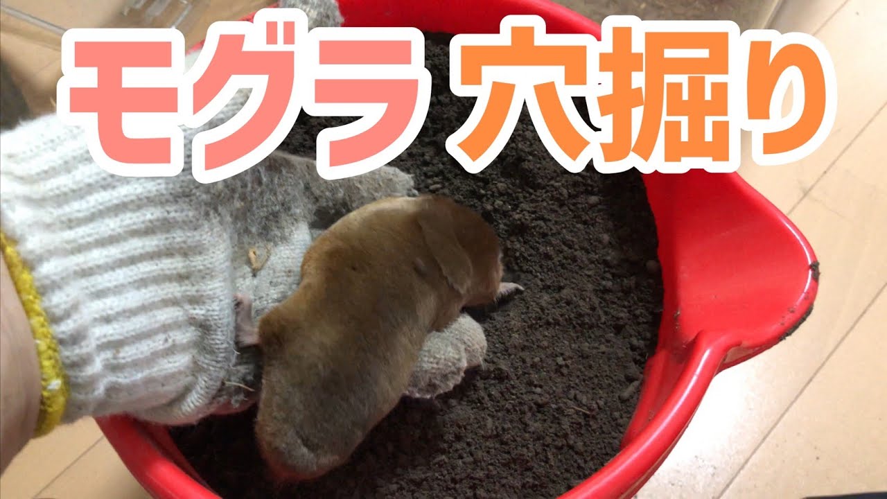 【モグラの穴掘り】 一瞬で土の中に潜っていく土の竜
