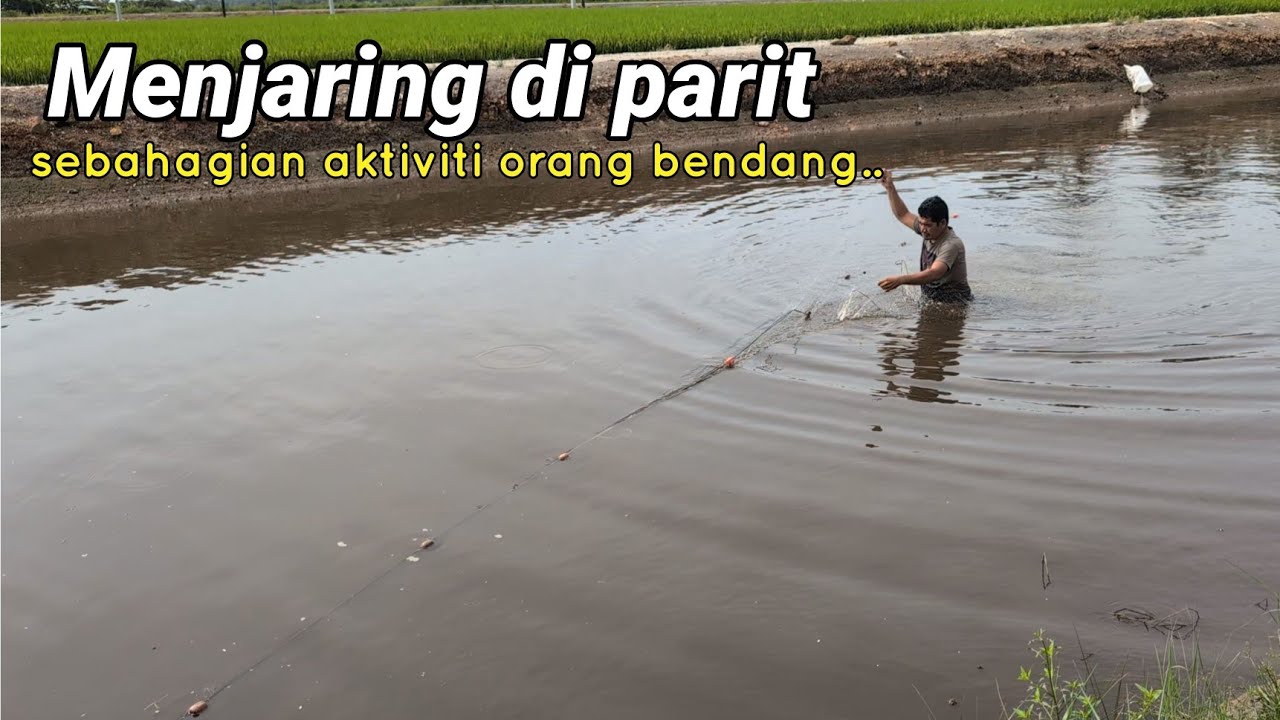 Menjaring di parit sekitar sawah padi.