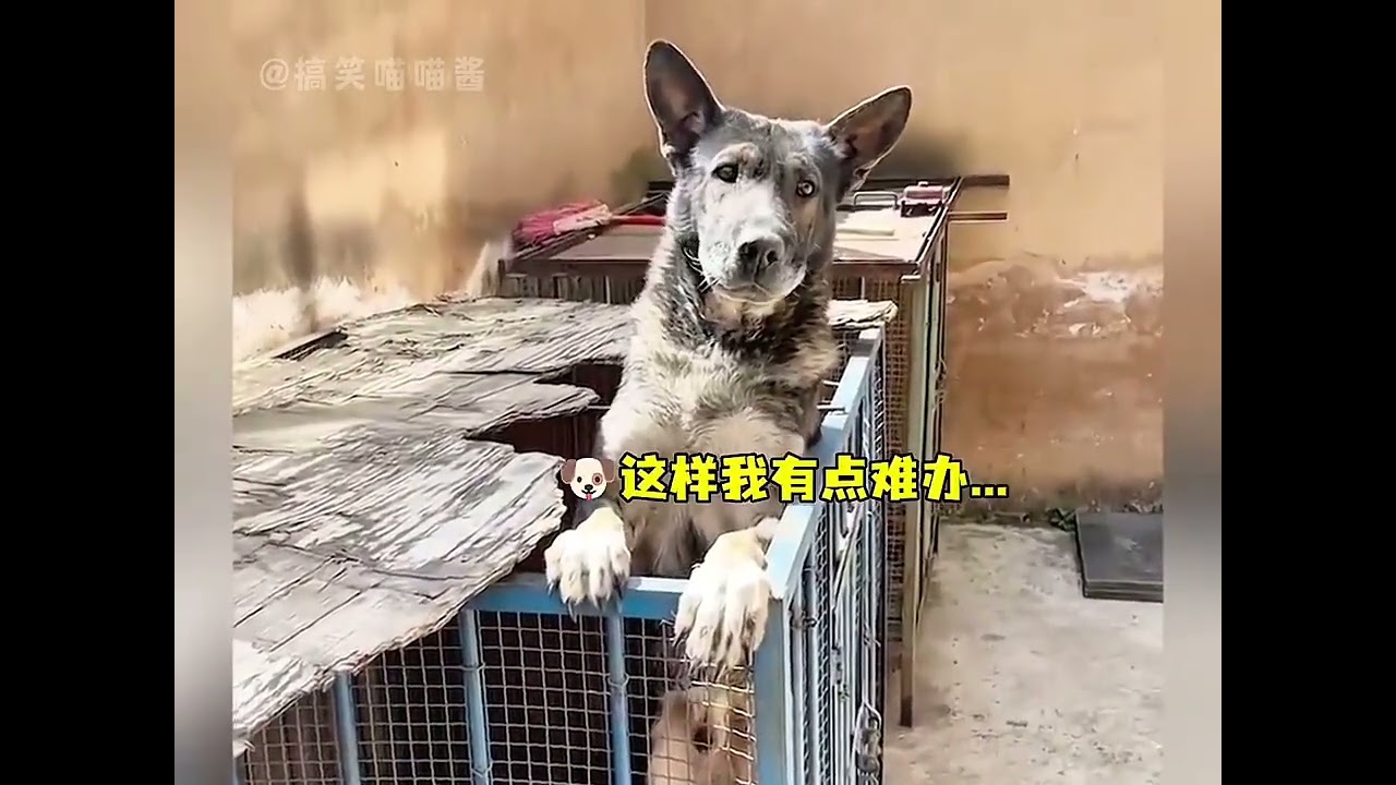 When a dog is embarrassed it really pretends to be very busy #dog#The dog has become a spi