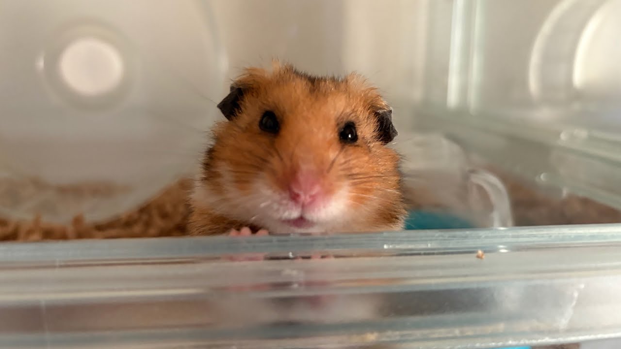 寝起きハムスターはこちらの動画です‪🐹