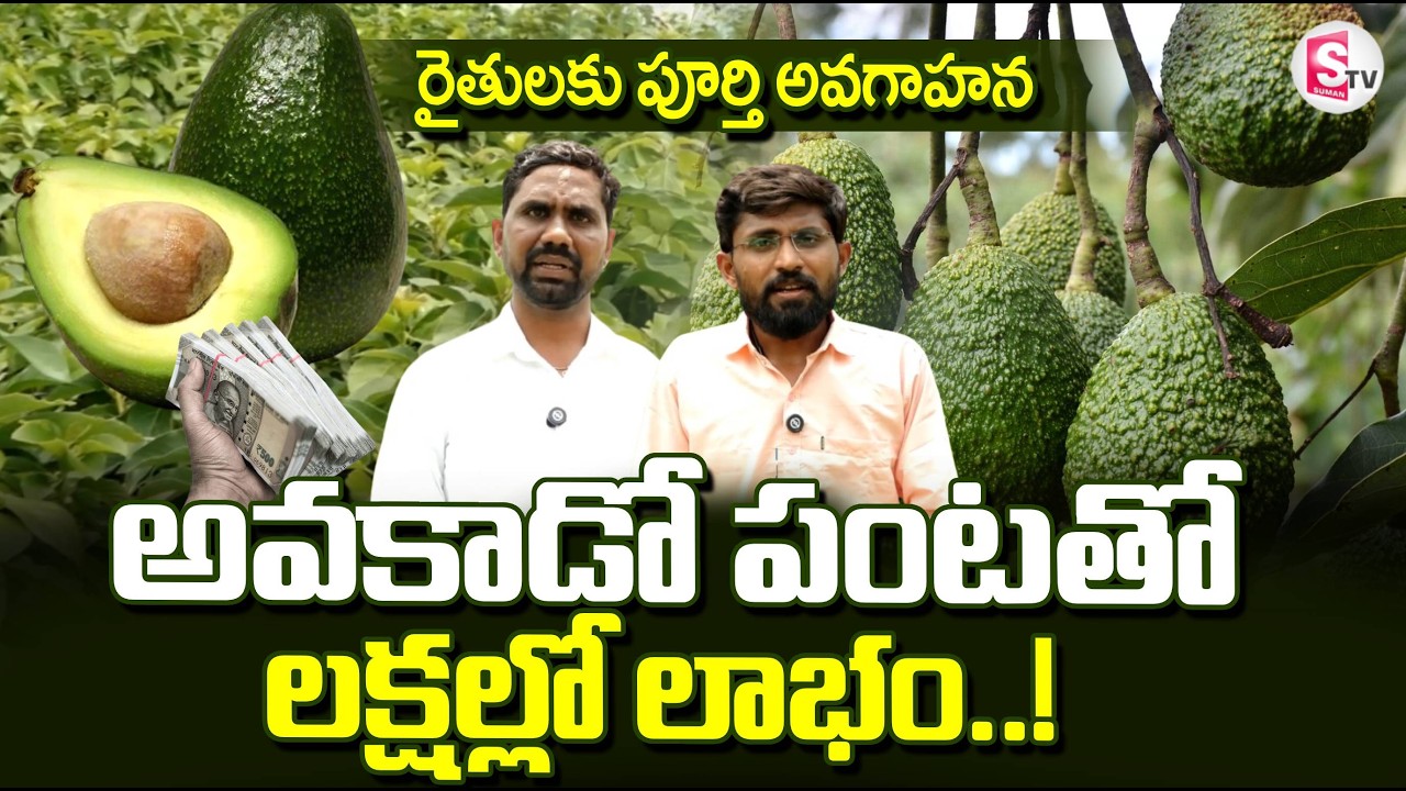 అవకాడో పంటతో లక్షల్లో లాభం..! | Avocado Farming | Avacado Farming In Easy Way | @SumanTVRythu