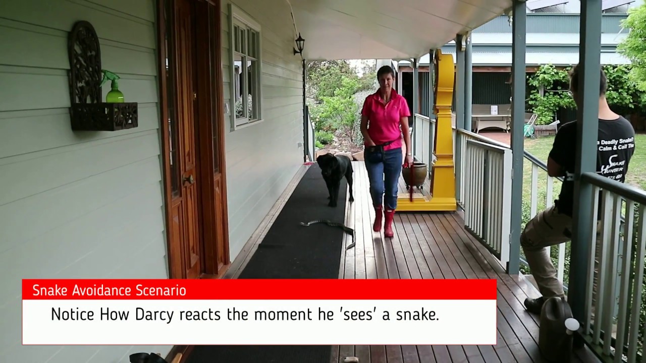 Train dogs to stay away from snakes - snake training the dogs (Darcy The Labrador)