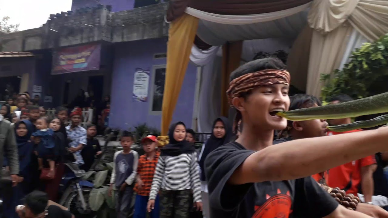 atraksi oray pacok gawir