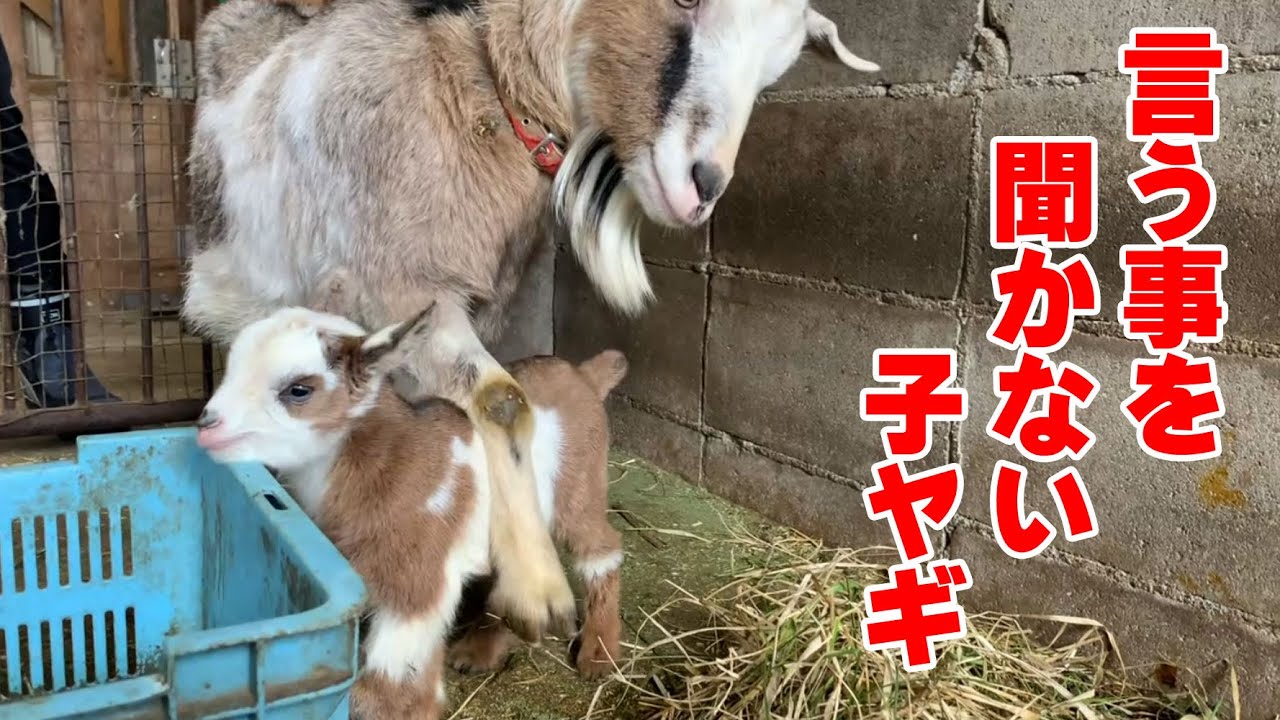 言う事を聞かない子ヤギ 2022年4月1日 Goat Farm 手作りヤギ牧場