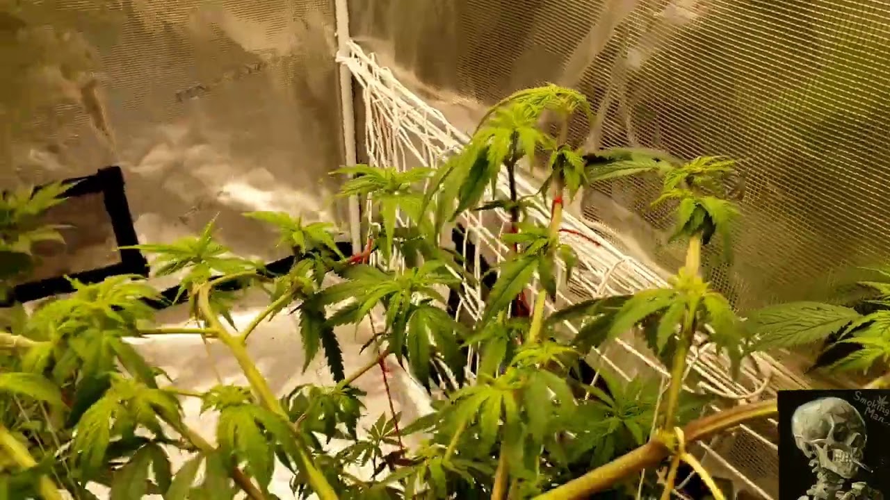 48 hrs After Extreme Low Stress Training ( LST ) Purple Punch Feminized Photo #foop