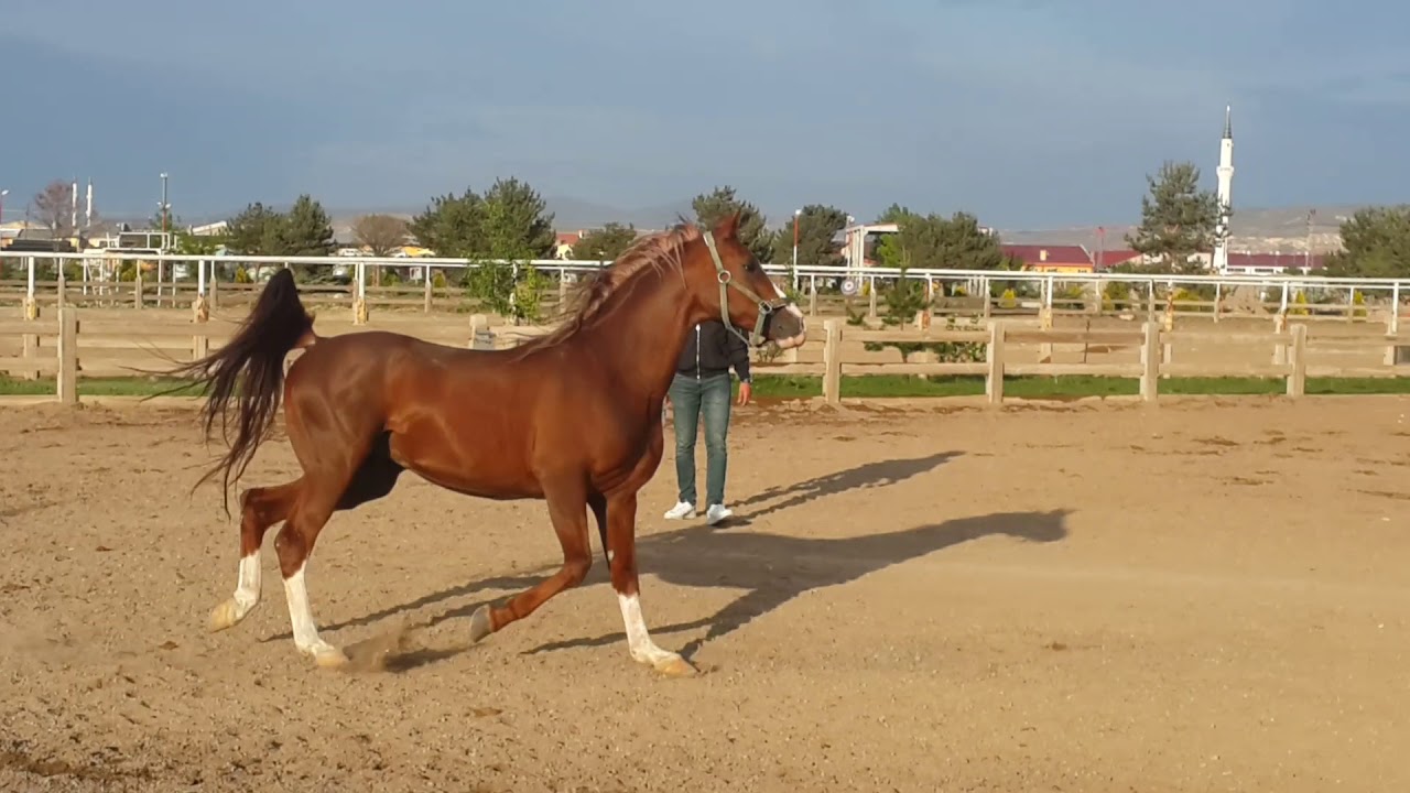 Arap Atı SAVAŞ HAN