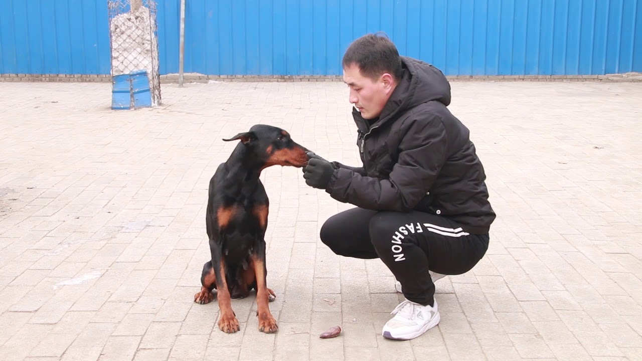 险些咬到手，这种猛犬可真是不闹着玩的，养犬小伙的反应让人吃惊