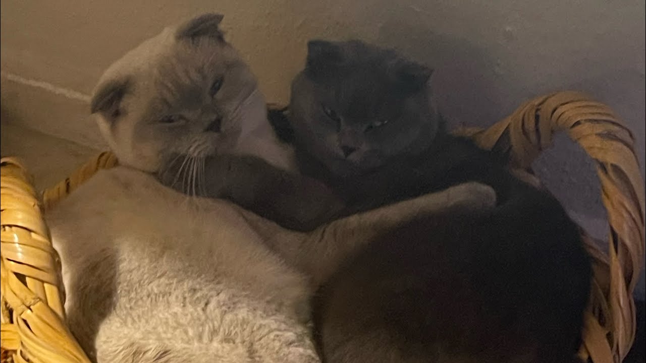 3. KEDİYİ Mİ ALDIM 🥹🙈|#vlog #vlogs #1000subs #youtube #evhayatı #cats #kedi #kedilihayat 