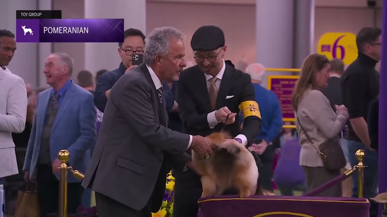 Pomeranians | Breed Judging 2026