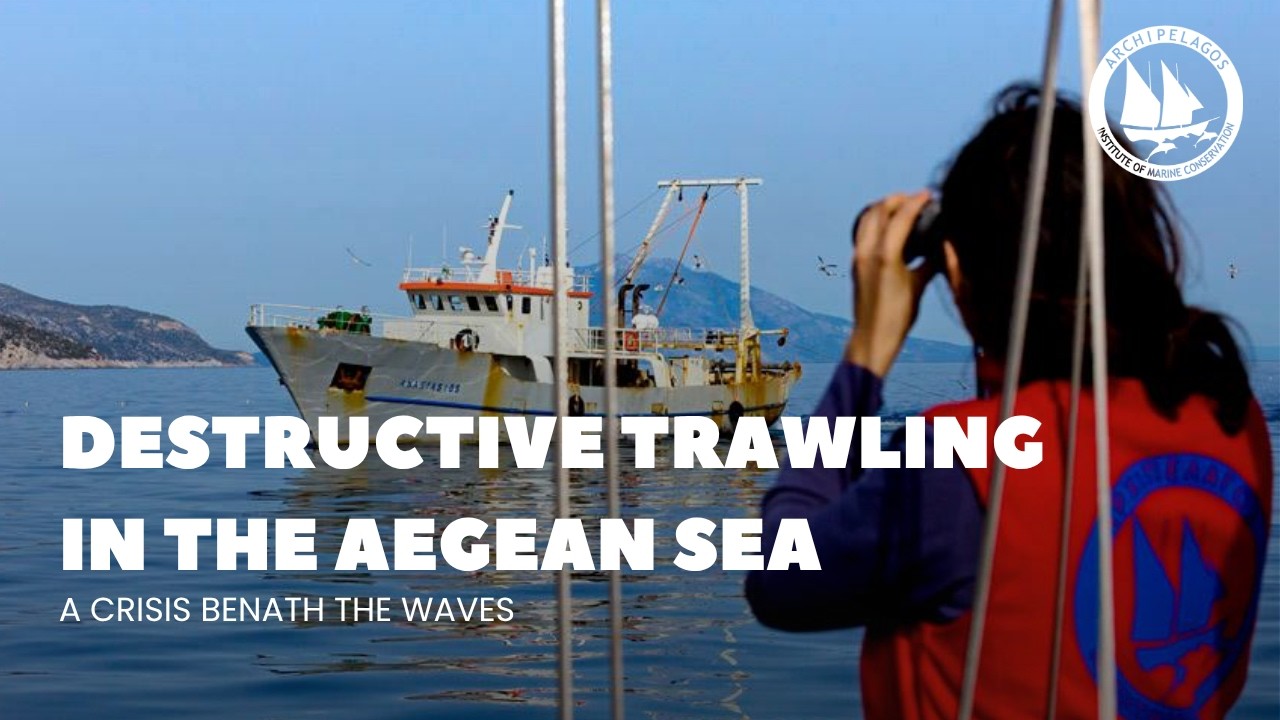 Destructive Trawling in the Aegean Sea | A Crisis Beneath the Waves
