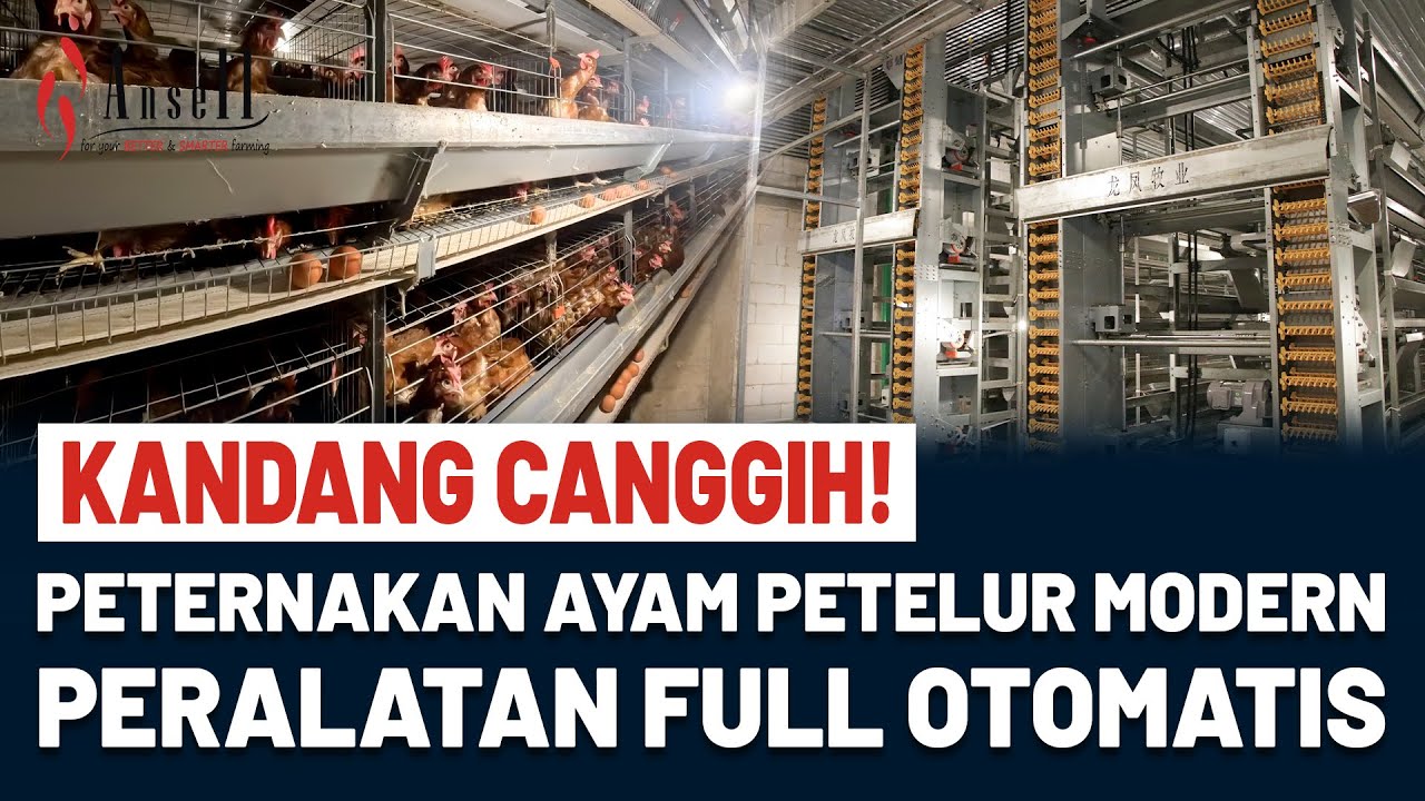 Peternakan Ayam Petelur Modern SUPER CANGGIH & SERBA OTOMATIS!
