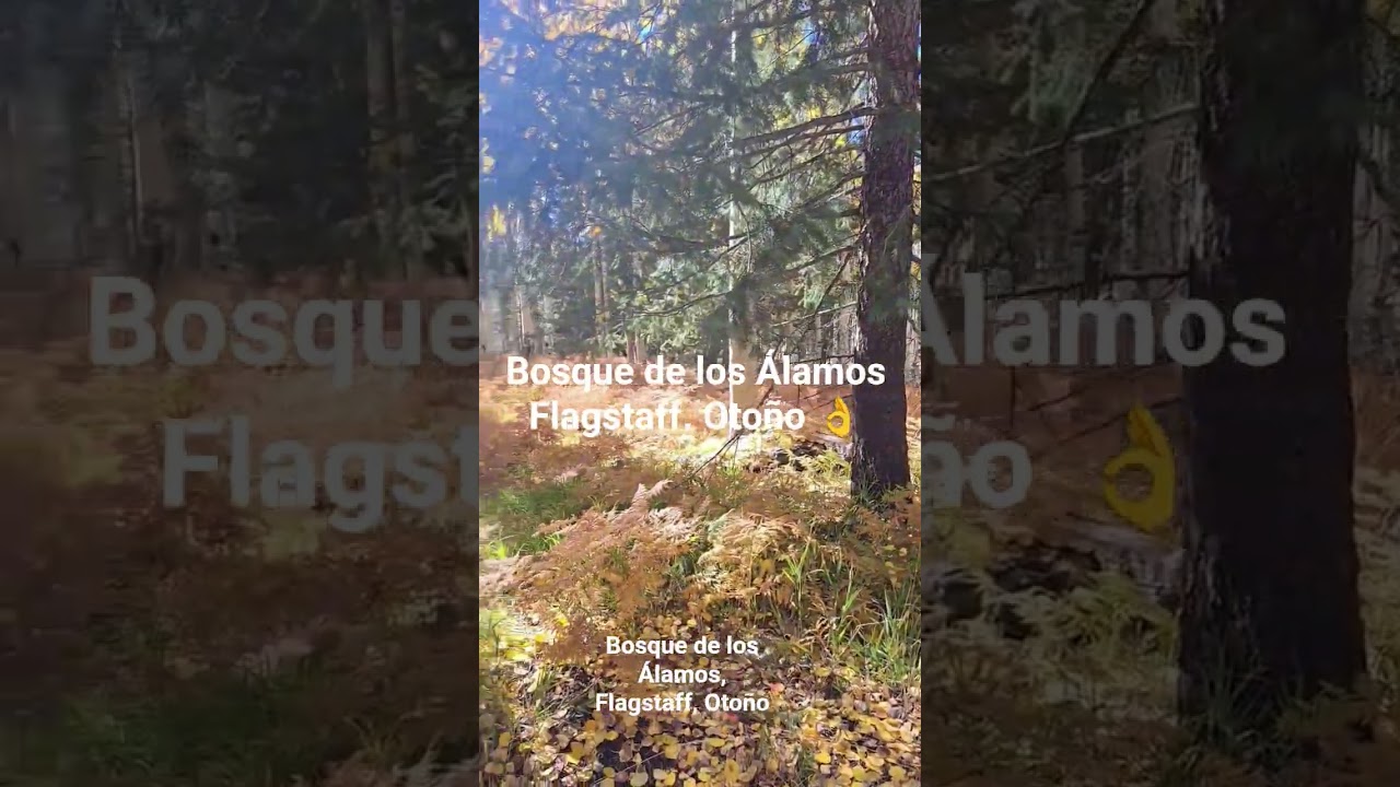 Bosque de los &Aacute;lamos,  Flagstaff