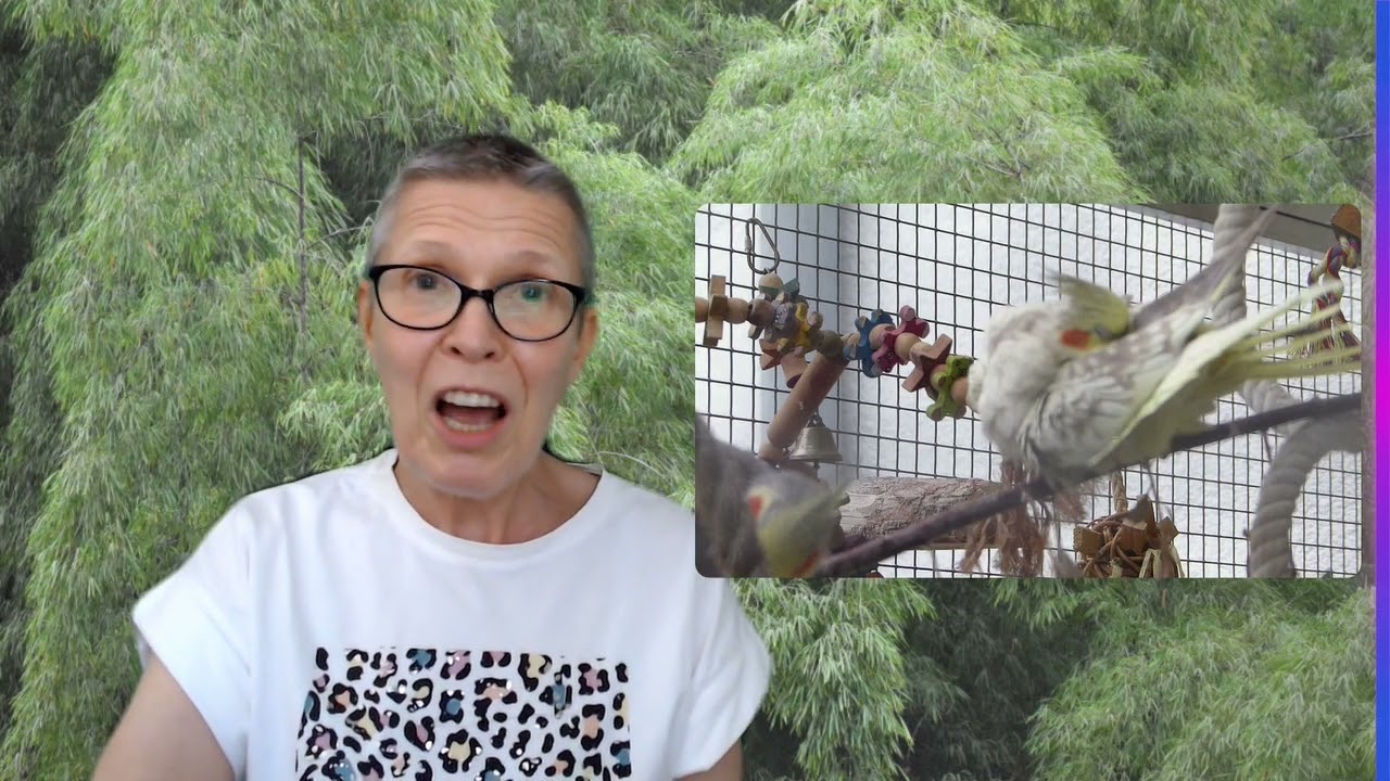 Papageien: Baden oder Duschen?