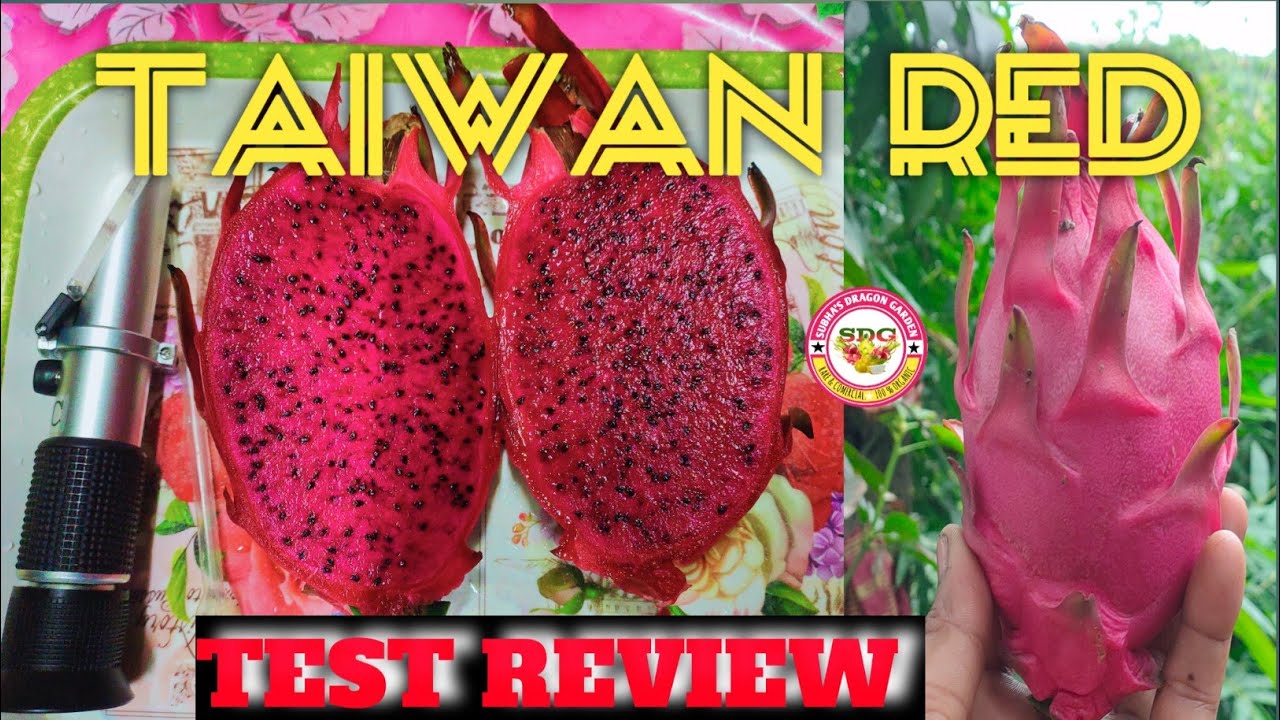 Taiwan red dragon fruit brix test/ Taiwan red dragon fruit test review 2025