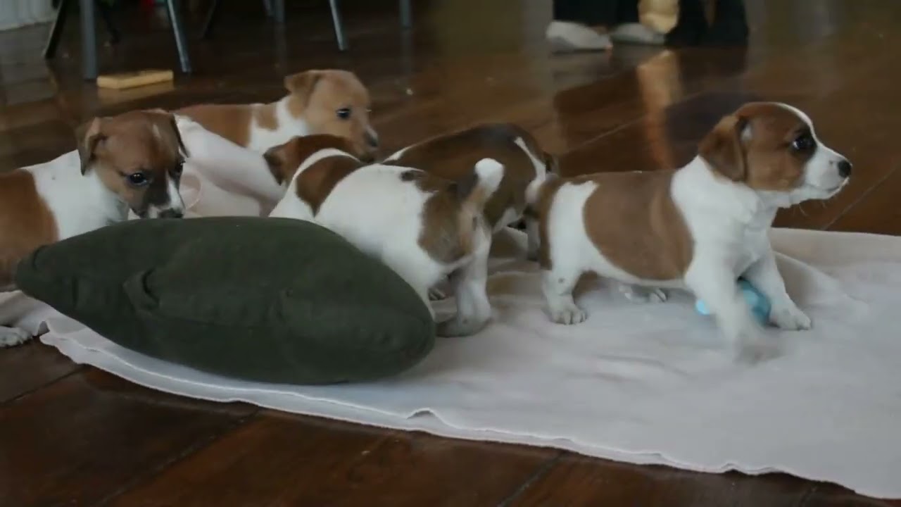 Jack Russell Terrier Puppies For Sale
