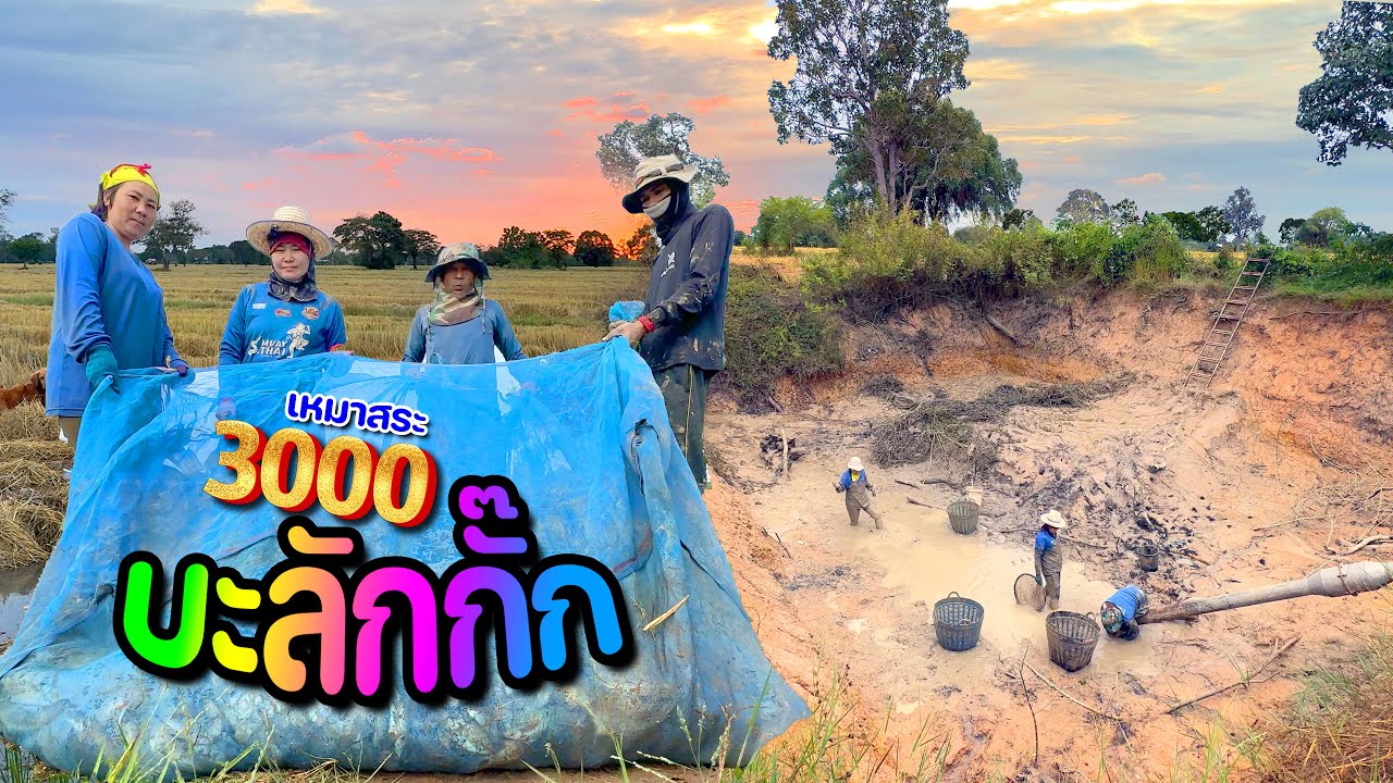 Большая распродажа! Арендуйте весь пруд за 3000 бат! Пруд полон рыбы, никаких ограничений! #Alang...
