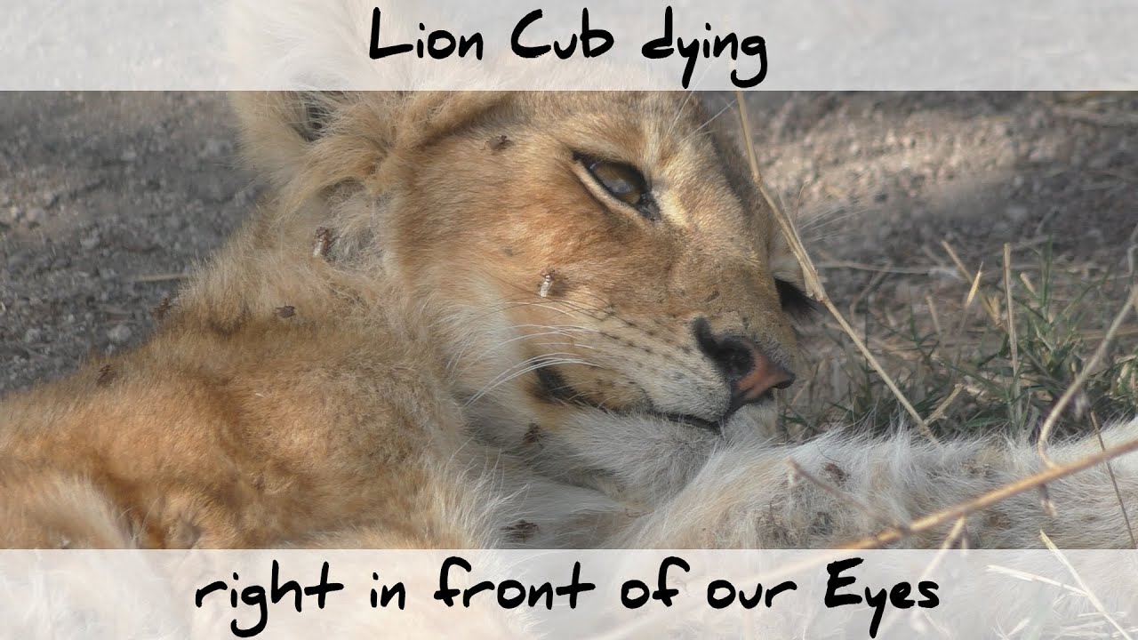 Lion Cub dying right in Front of Our Eyes