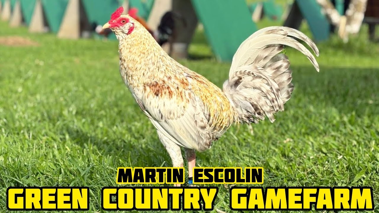 DOM MUFF ESCOLIN - GREEN COUNTRY GAMEFARM