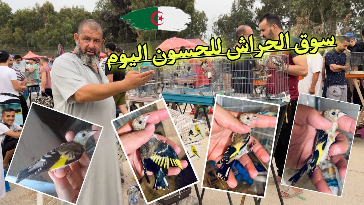 دخول دفعات جديدة لفراخ الحسون صيد جديد بسوق الحراش اليوم 2023