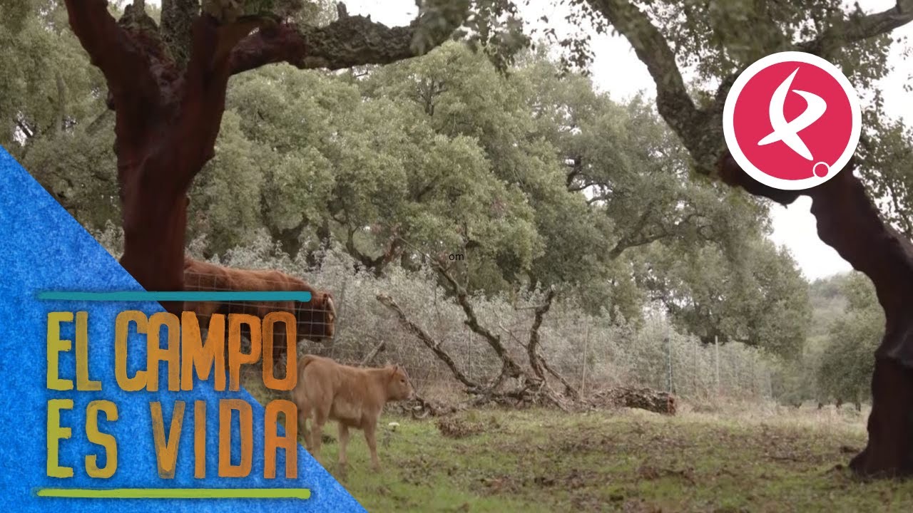 María y Javi logran devolver el toro del vecino  | El campo es vida