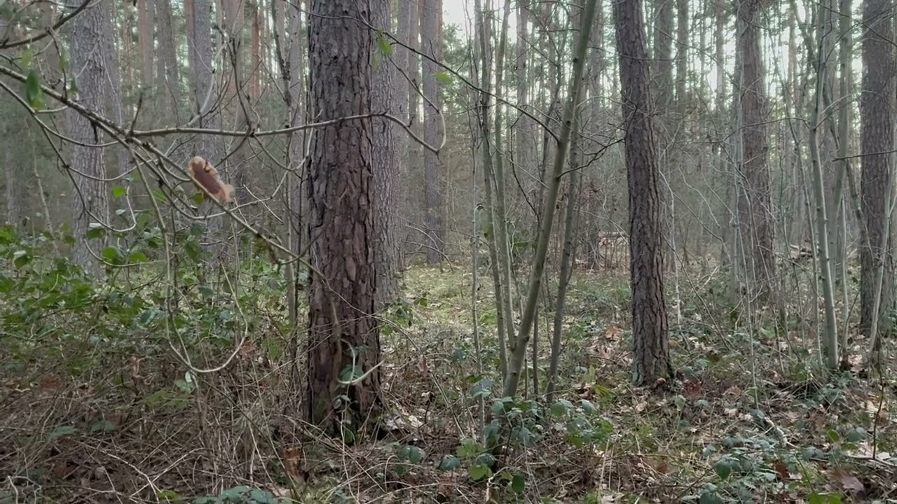 Just the Forest