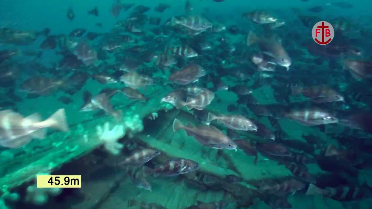 Underwater video of the wreck of the hospital ship Warilda, torpedoed in the English Channel.