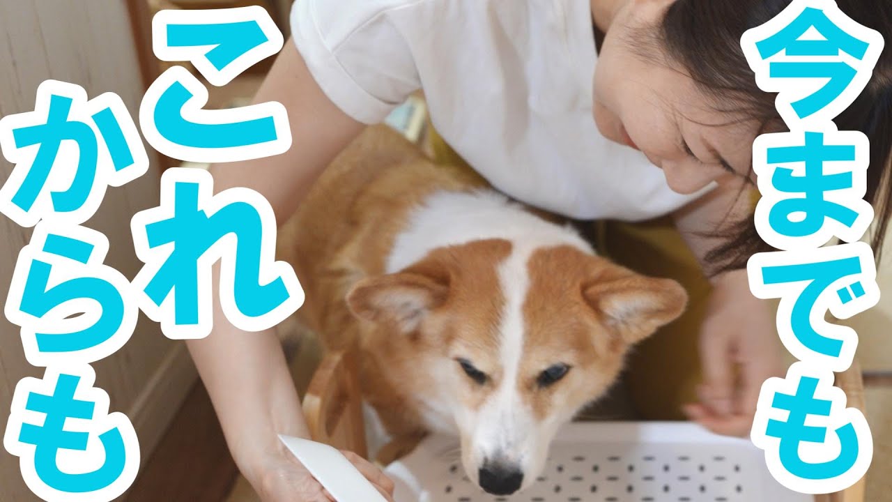 愛犬がうちに来て12年の年月がたちました。ハッピーバースデー！
