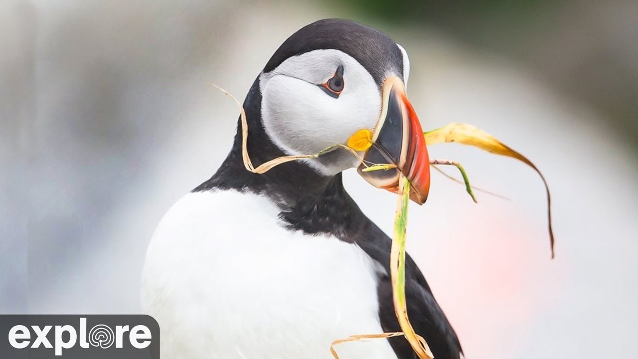 LIVE Puffin Nest Cam: Willie & Millie&rsquo;s Burrow &ndash; Seal Island, Maine | explore.org
