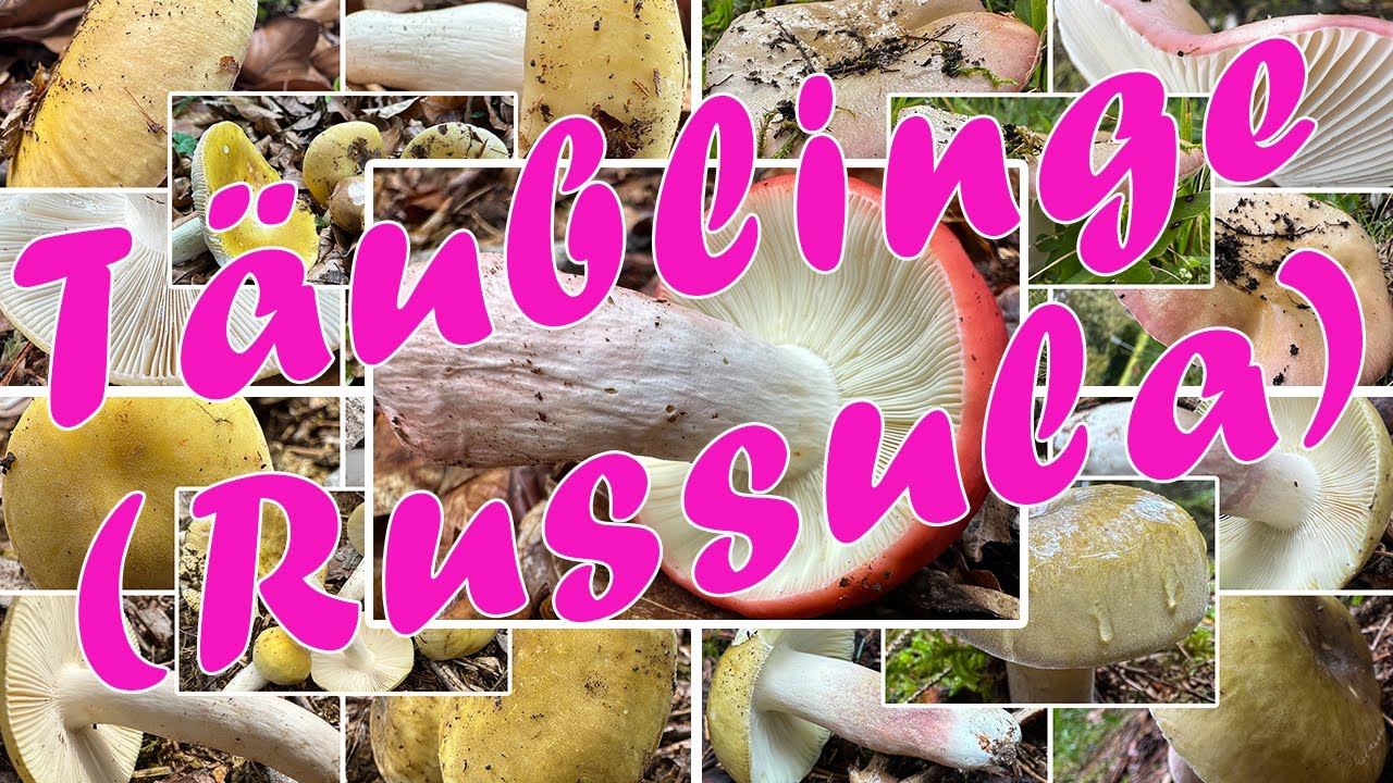 Täublinge sammeln & bestimmen | Frauentäublinge, Speisetäublinge, Pfirsichtäublinge & mehr | Russula