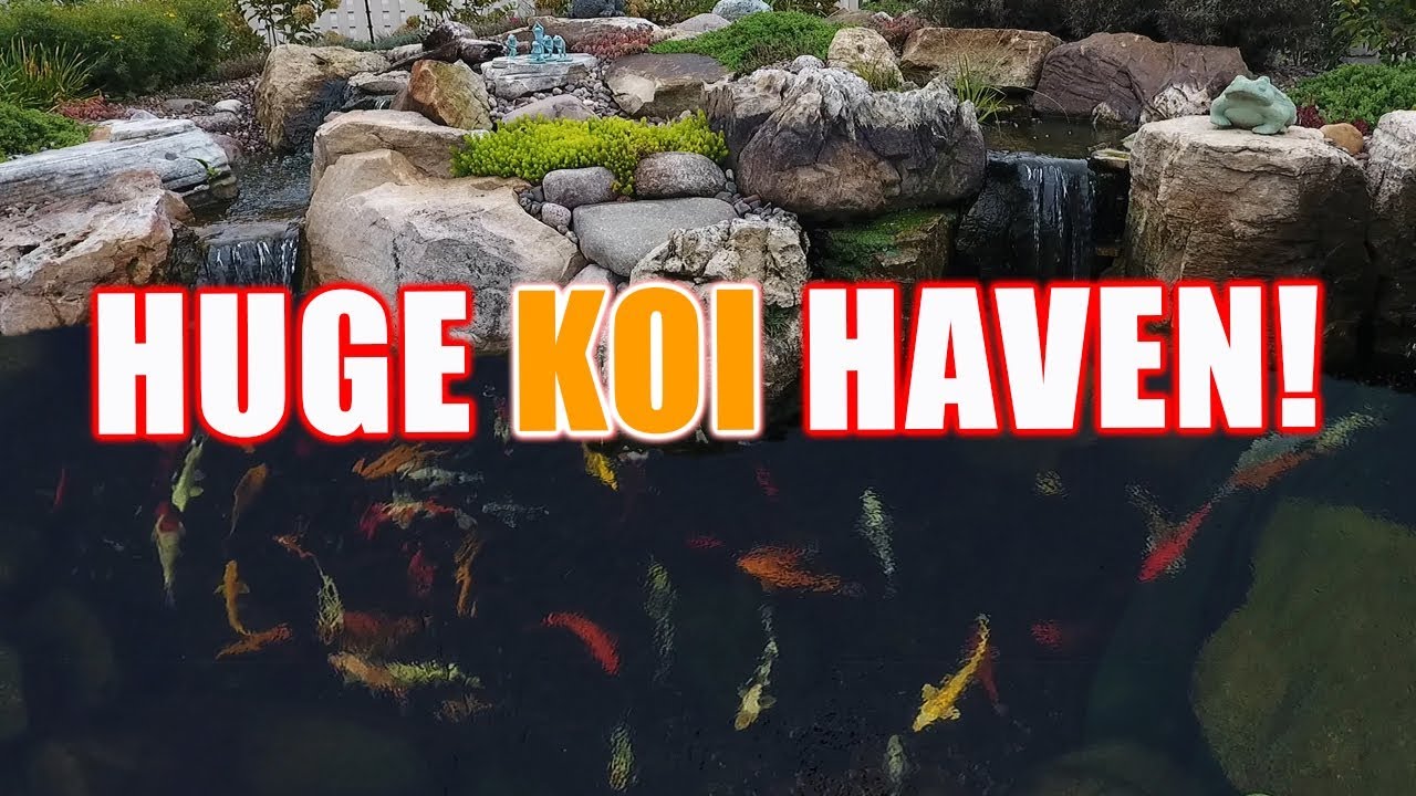 KOI Haven in Suburban Backyard Pond