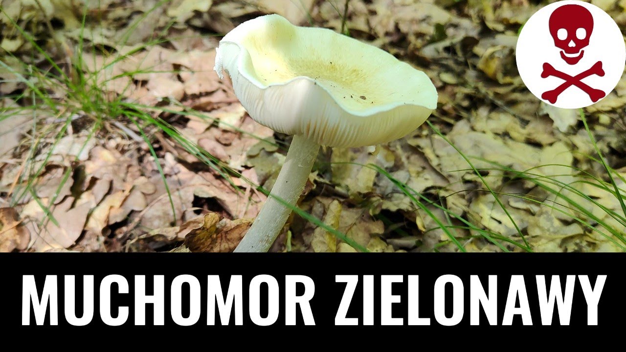 MUCHOMOR SROMOTNIKOWY / zielonawy - Uwaga! Seryjny zabójca w naszych lasach!