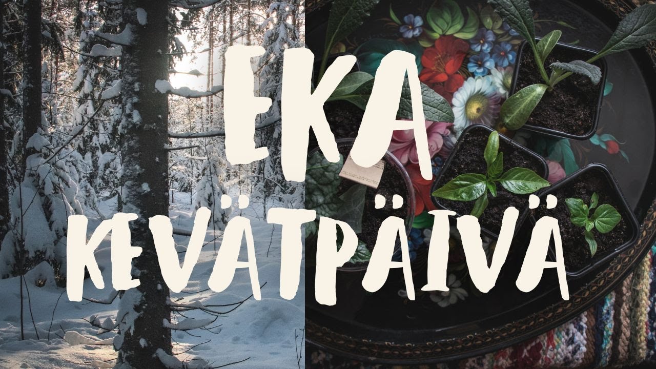 Mummonmökin kevät, linnunpönttöjä, herkuttelua ja kasvihuoneen herättelyä